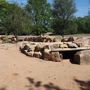 New Meerkat and South African bat-eared fox exhibit, with mixed savanna exhibit behind it, 2025-04-30