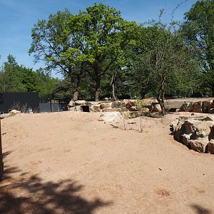 New Meerkat and South African bat-eared fox exhibit, with mixed savanna exhibit behind it, 2025-04-30
