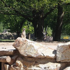 Meerkat (Suricata suricatta), with Gemsbok (Oryx gazella) in the background, 2025-04-30
