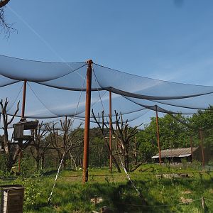 African savanna aviary, 2025-04-30