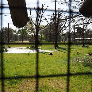 African savanna aviary, 2025-04-30