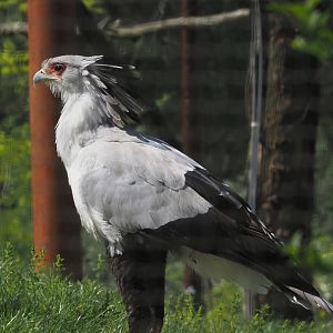 Secretary bird (Sagittarius serpentarius), 2025-04-30