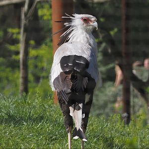 Secretary bird (Sagittarius serpentarius), 2025-04-30