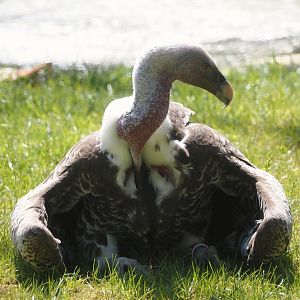 Common Rüppell's griffon vulture (Gyps rueppelli rueppelli), 2025-04-30
