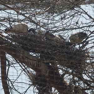 African sacred ibises  (Threskiornis aethiopicus) nesting 2025-04-30