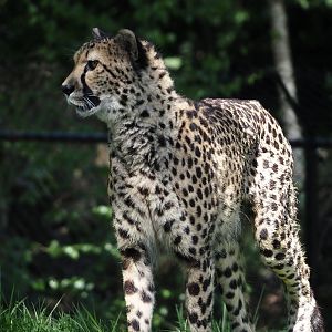 South African cheetah (Acinonyx jubatus jubatus), 2025-04-30