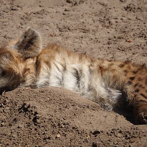 Spotted hyena (Crocuta crocuta), 2025-04-30