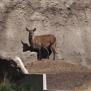 Defassa waterbuck (Kobus ellipsiprymnus defassa), 2025-04-30