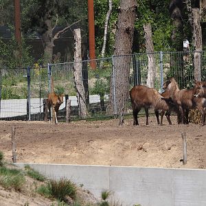 Defassa waterbucks (Kobus ellipsiprymnus defassa) and Nile lechwes (Kobus megaceros)2025-04-30