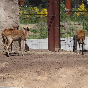 Nile lechwes (Kobus megaceros), 2025-04-30