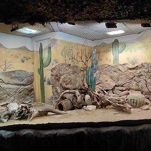 Mixed reptile exhibit