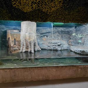 Green anaconda exhibit