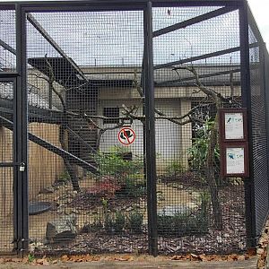 Myna + crowned pigeon aviary