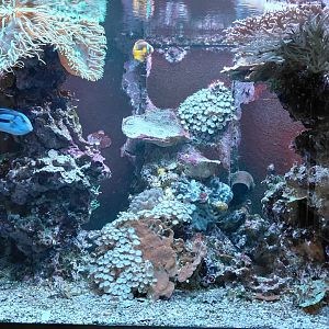 Saltwater tank - 1