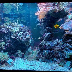 Saltwater tank - 2