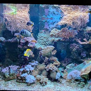 Saltwater tank - 3