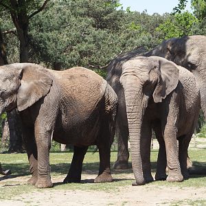 African bush elephants (Loxodonta africana), 2025-04-30