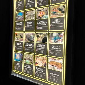 List of saltwater species - 1