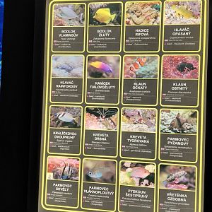 List of saltwater species - 2