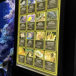 List of saltwater species - 3