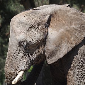African bush elephant (Loxodonta africana), 2025-04-30