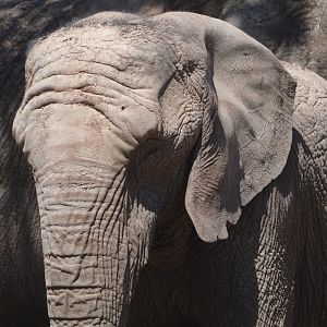 African bush elephant (Loxodonta africana), 2025-04-30