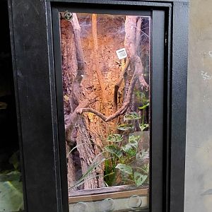 Tarantula exhibit