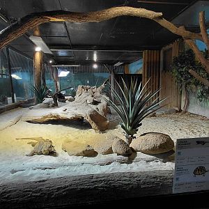 Iguana + tortoise exhibit