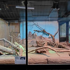 Cuban rock iguana exhibit