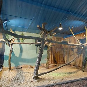 Margay indoor exhibit