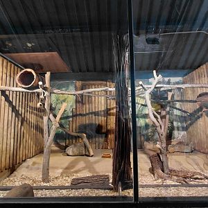 Margay indoor exhibit