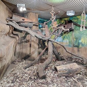 Marmoset + tamarin + armadillo indoor exhibit