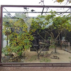 Tamarin + Guinea pig outdoor exhibit