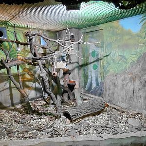 Tamarin + armadillo indoor exhibit