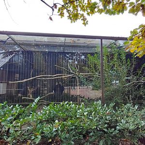 Tamarin + marmoset outdoor exhibit