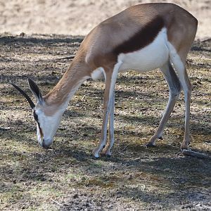 Springbok (Antidorcas marsupialis), 2025-04-30