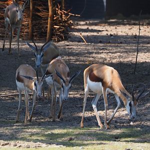 Springbok (Antidorcas marsupialis), 2025-04-30