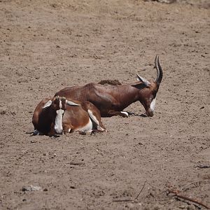 Blesbok (Damaliscus pygargus phillipsi), 2025-04-30