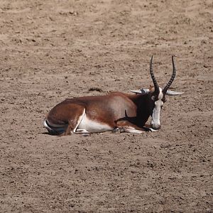 Blesbok (Damaliscus pygargus phillipsi), 2025-04-30