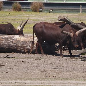 Ankole-Watusi cattle (Bos taurus indicus), 2025-04-30