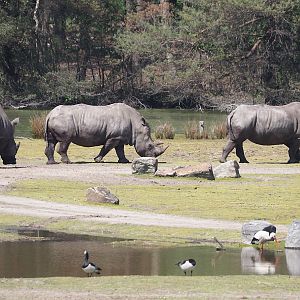 Southern white rhinoceroses (Ceratotherium simum simum), 2025-04-30