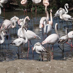 Greater flamingos (Phoenicopterus roseus), 2025-04-30