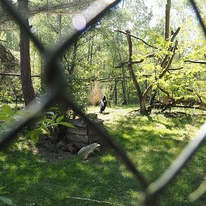 Abyssinian hornbill aviary, 2025-04-30
