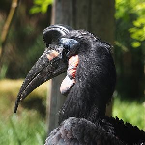 Abyssinian ground hornbill (Bucorvus abyssinicus), 2025-04-30