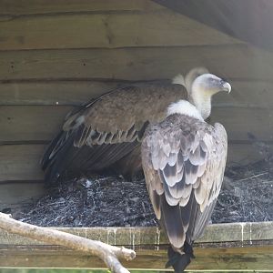 Western Eurasian griffon vultures (Gyps fulvus fulvus), 2025-04-30