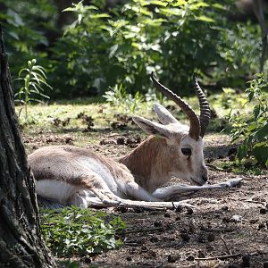 Persian gazelle (Gazella subgutturosa subgutturosa), 2025-04-30