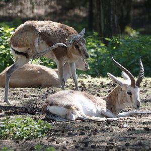 Persian gazelles (Gazella subgutturosa subgutturosa), 2025-04-30
