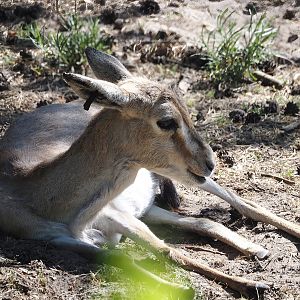 Persian gazelle (Gazella subgutturosa subgutturosa), 2025-04-30