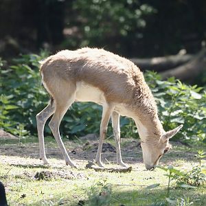 Persian gazelle (Gazella subgutturosa subgutturosa), 2025-04-30