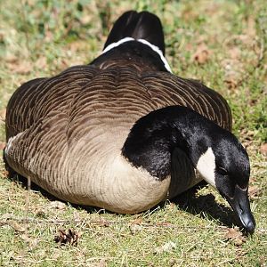 Wild introduced Canada goose (Branta canadensis), 2025-04-30